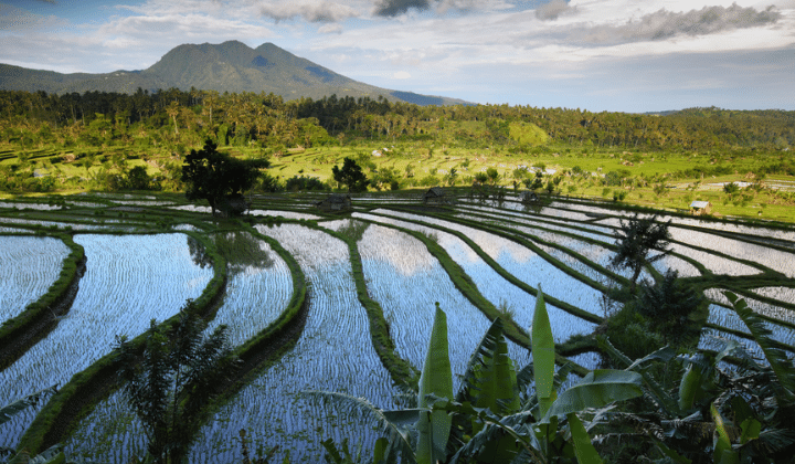 Buy Land Bali
